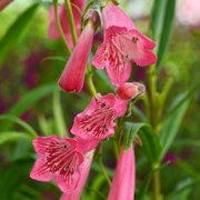 Penstemon Pershore Pink Lady